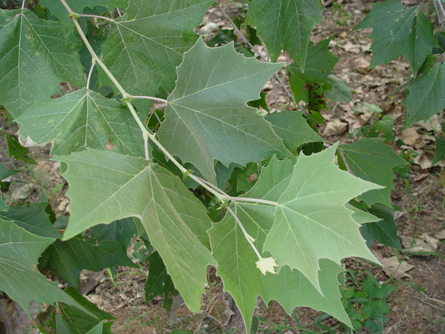 American Sycamore (Platanus occidentalis)