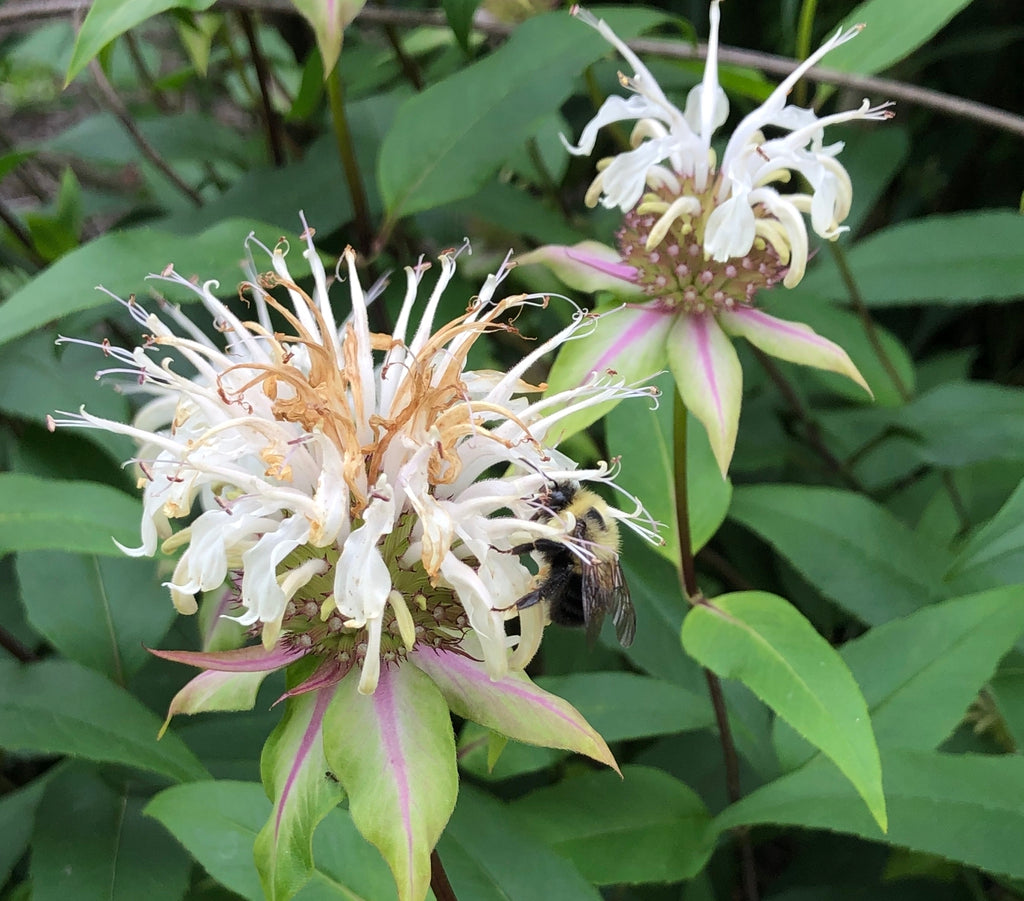 Eastern Beebalm (Monarda bradburiana)