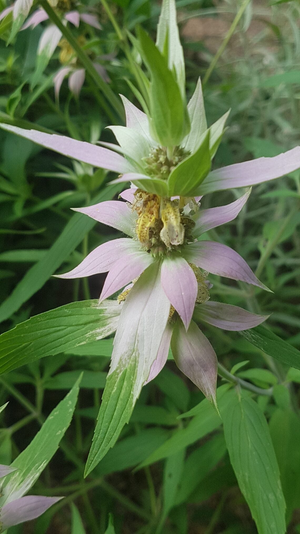 Spotted Beebalm (Monarda punctata)