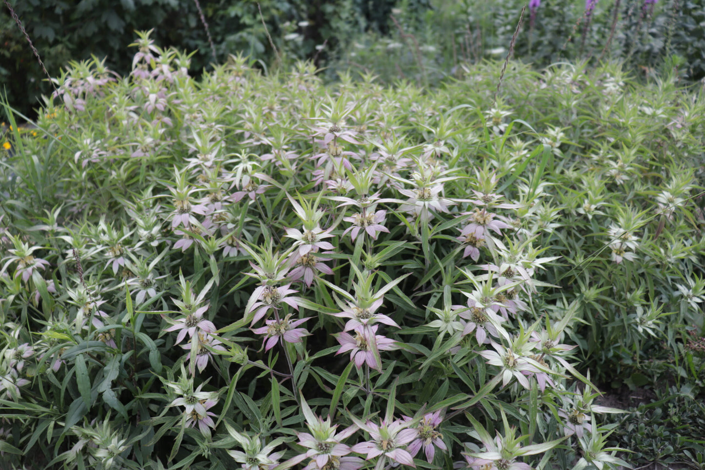 Spotted Beebalm (Monarda punctata)