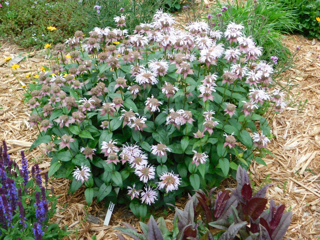 Eastern Beebalm (Monarda bradburiana)