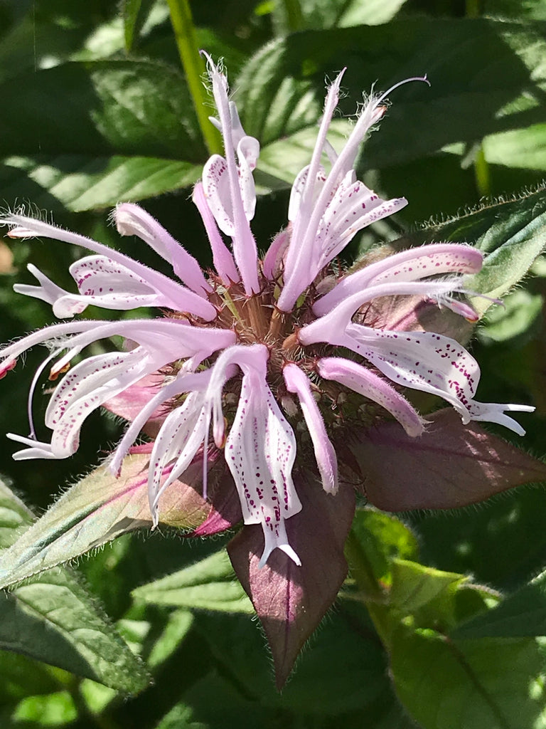 Eastern Beebalm (Monarda bradburiana)