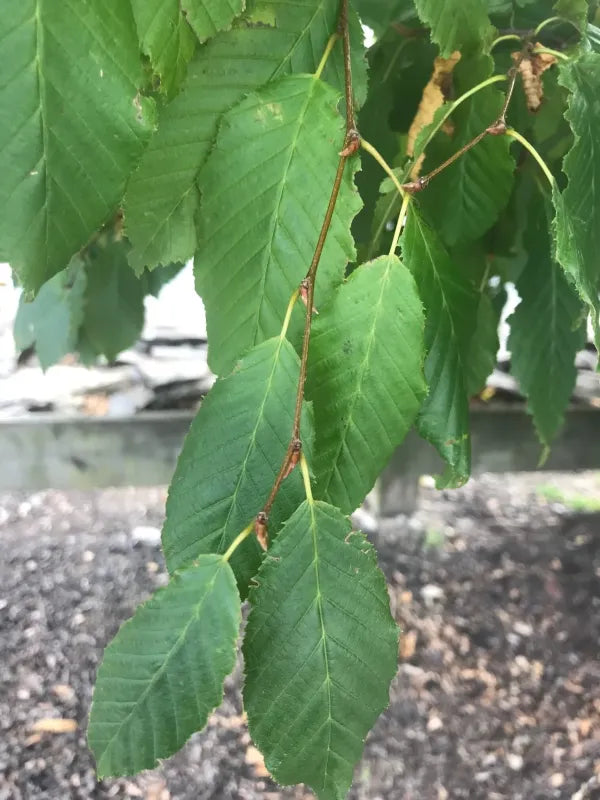 American Hornbeam (Carpinus caroliniana)