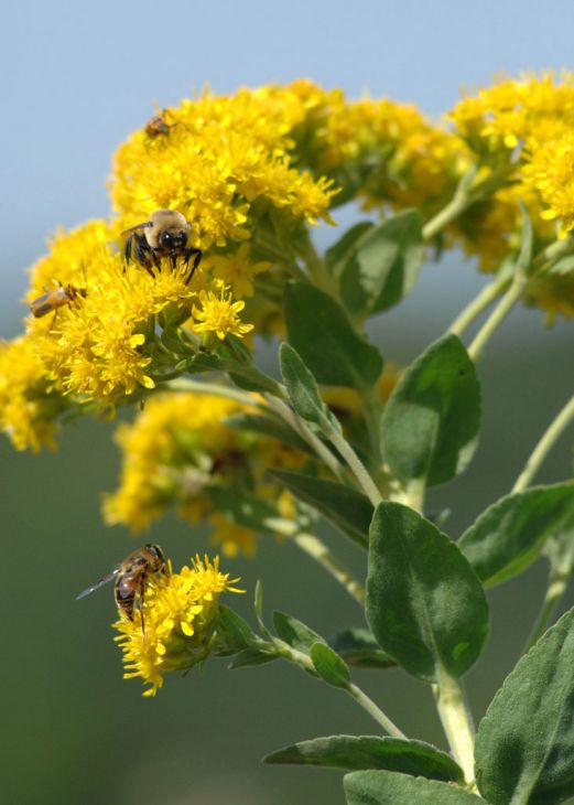 Stiff Goldenrod (Oligoneuron rigidum)