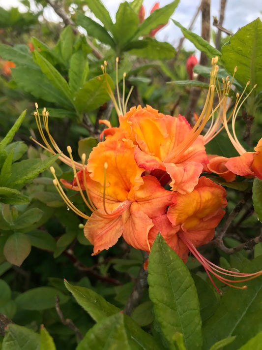 Flame Azalea	(Azalea calendulaceum; Rhododendron calendulaceum)