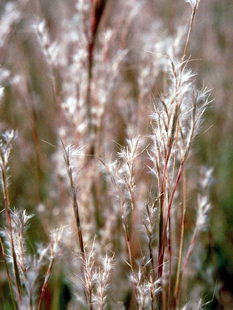 Little Bluestem (Schizachyrium scoparium)