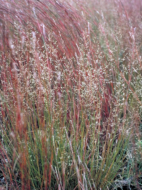 Prairie Dropseed (Sporobolus heterolepis)