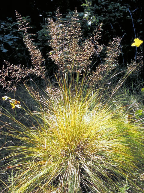 Prairie Dropseed (Sporobolus heterolepis)