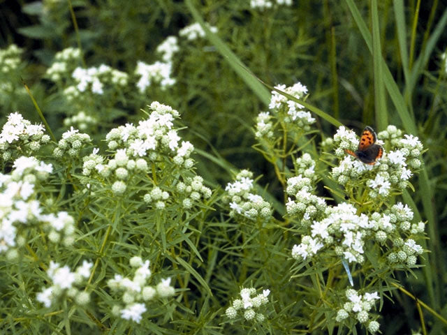 Slender Mountain Mint (Pycnanthemum tenuifolium)