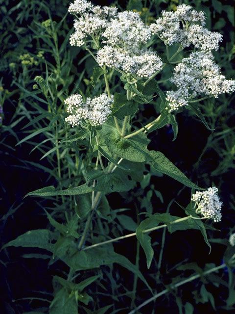 Common Boneset (Eupatorium perfoliatum)