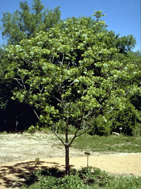 Black Walnut (Juglans nigra)