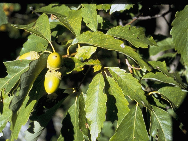 Chestnut Oak (Quercus prinus)