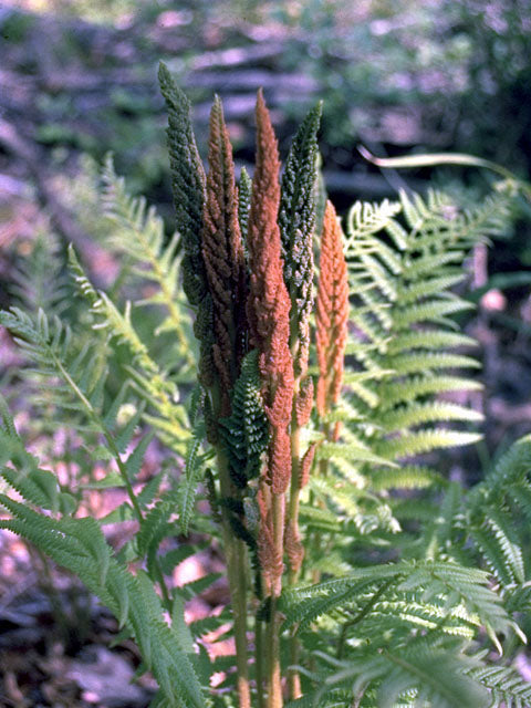 Cinnamon Fern (Osmunda cinnamomea)