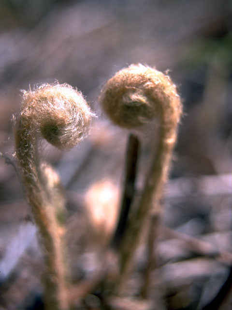 Cinnamon Fern (Osmunda cinnamomea)