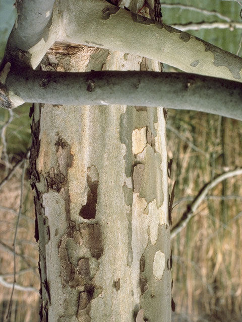 American Sycamore (Platanus occidentalis)