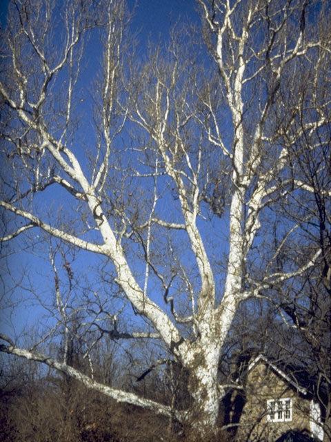 American Sycamore (Platanus occidentalis)