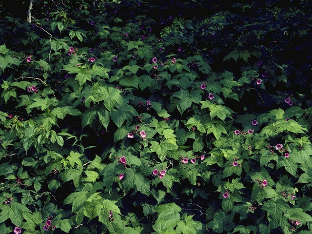 Purple Flowering Raspberry (Rubus odoratus)