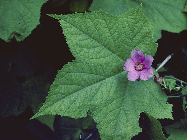 Purple Flowering Raspberry (Rubus odoratus)