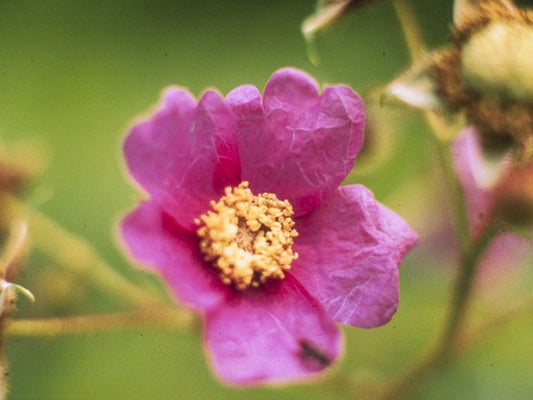 Purple Flowering Raspberry (Rubus odoratus)