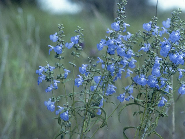 Blue Sage (Salvia azurea)