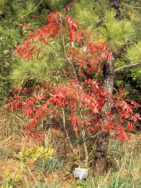 Winged Sumac (Rhus copallinum)