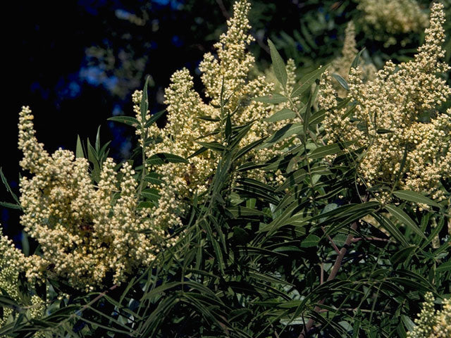 Winged Sumac (Rhus copallinum)