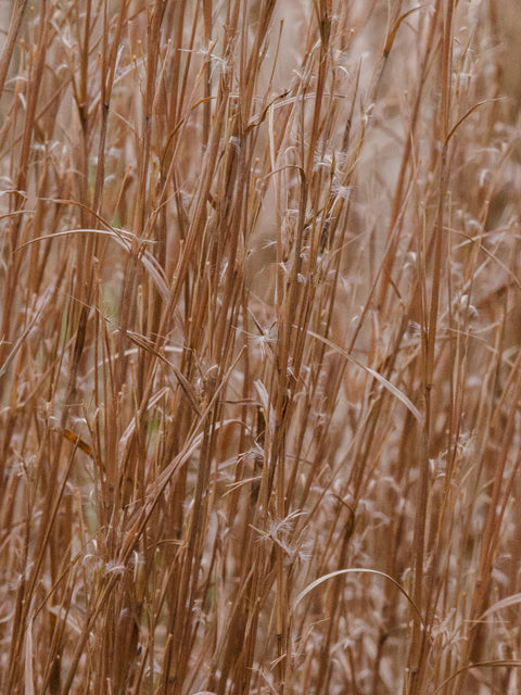 Little Bluestem (Schizachyrium scoparium)