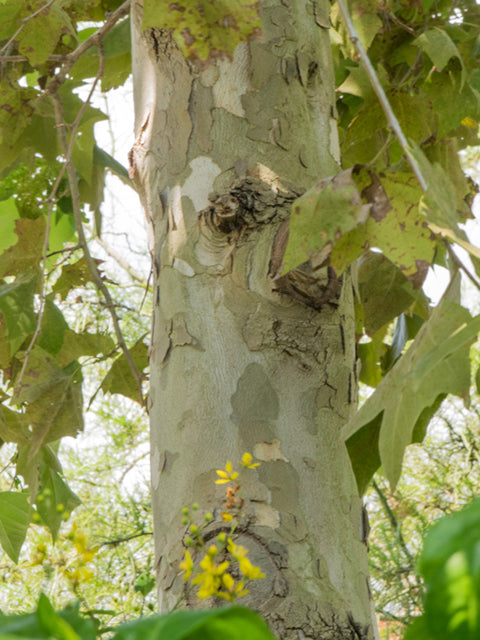 American Sycamore (Platanus occidentalis)