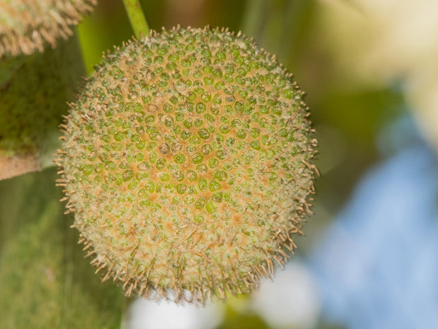 American Sycamore (Platanus occidentalis)