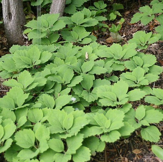 Allegheny Spurge (Pachysandra procumbens)