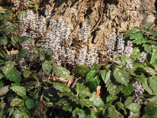 Allegheny Spurge (Pachysandra procumbens)