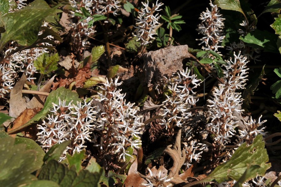 Allegheny Spurge (Pachysandra procumbens)