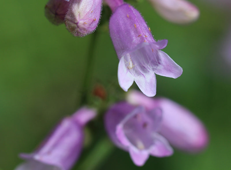 Calico Beardtongue (Penstemon calycosus)