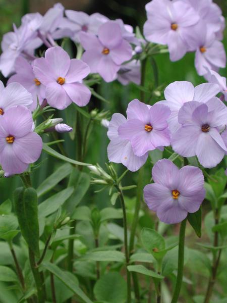 Creeping Phlox (Phlox stolonifera)