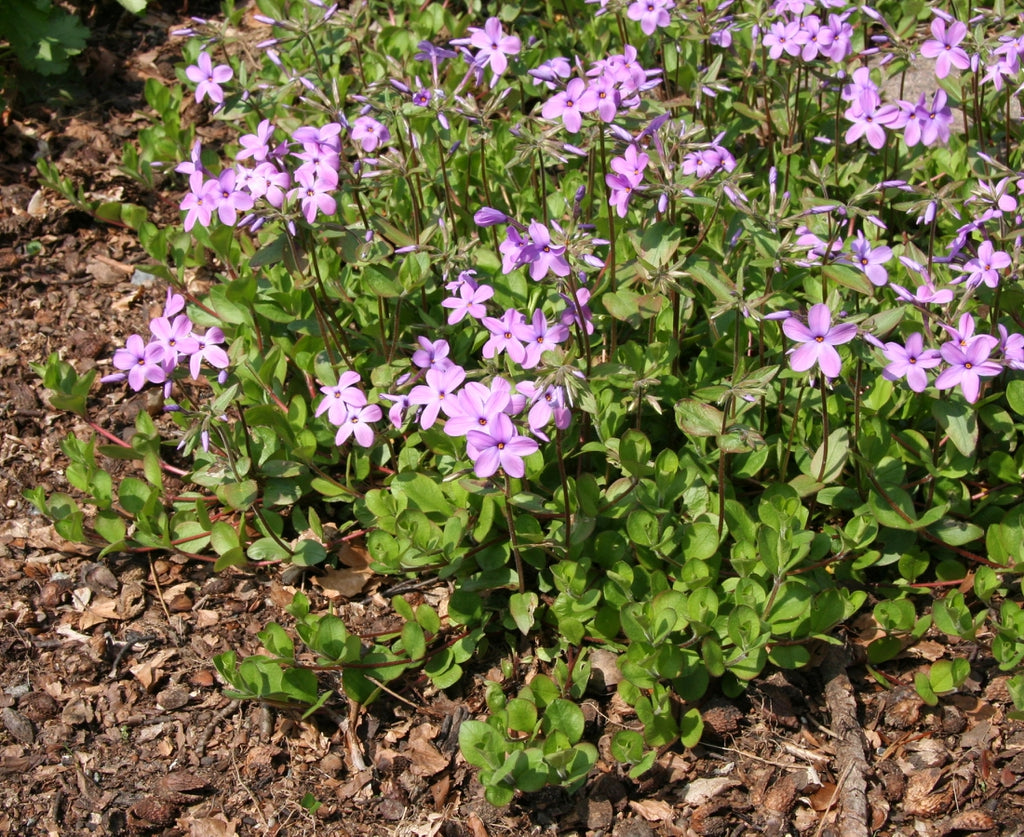 Creeping Phlox (Phlox stolonifera)