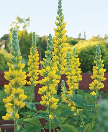 Carolina Lupine (Thermopsis villosa)