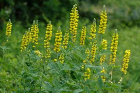 Carolina Lupine (Thermopsis villosa)