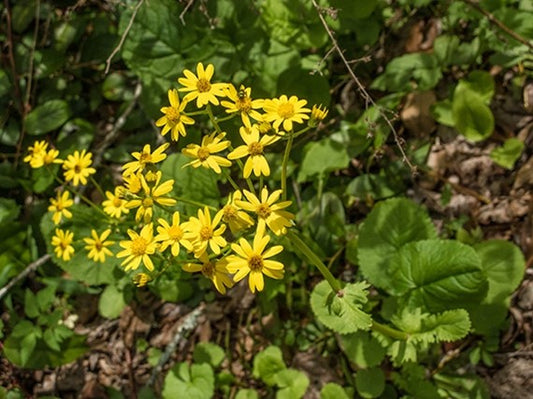 Golden Ragwort (Pakera aurea)