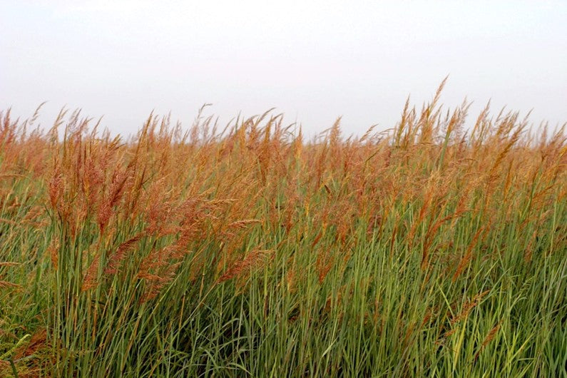 Indiangrass (Sorghastrum nutans)