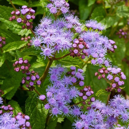 Blue Mistflower (Eupatorium coelestinum)