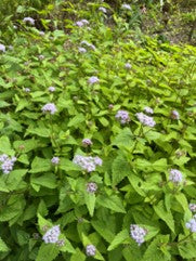 Blue Mistflower (Eupatorium coelestinum)