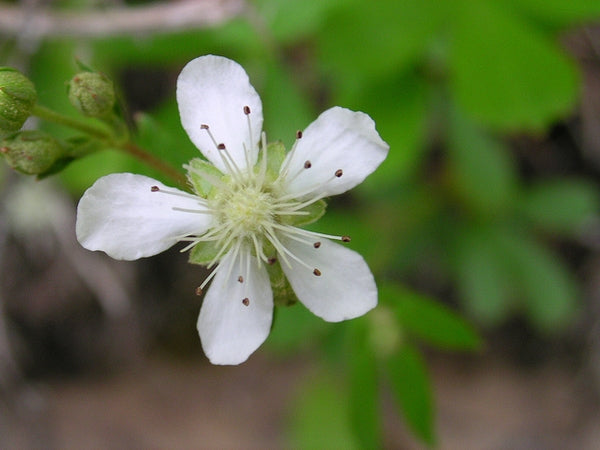 Three-toothed Cinquefoil (Potentilla tridentata)