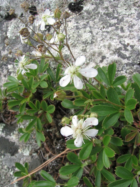 Three-toothed Cinquefoil (Potentilla tridentata)