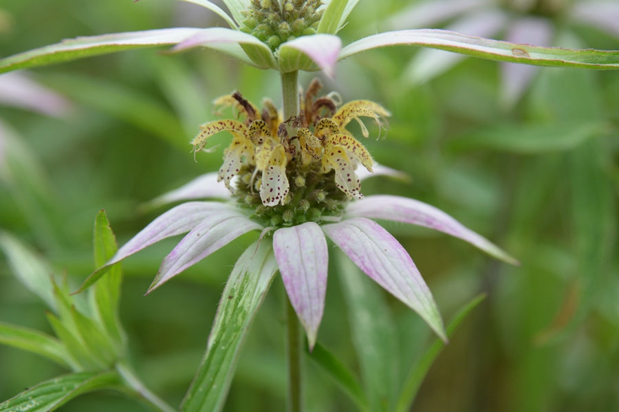 Spotted Beebalm (Monarda punctata)