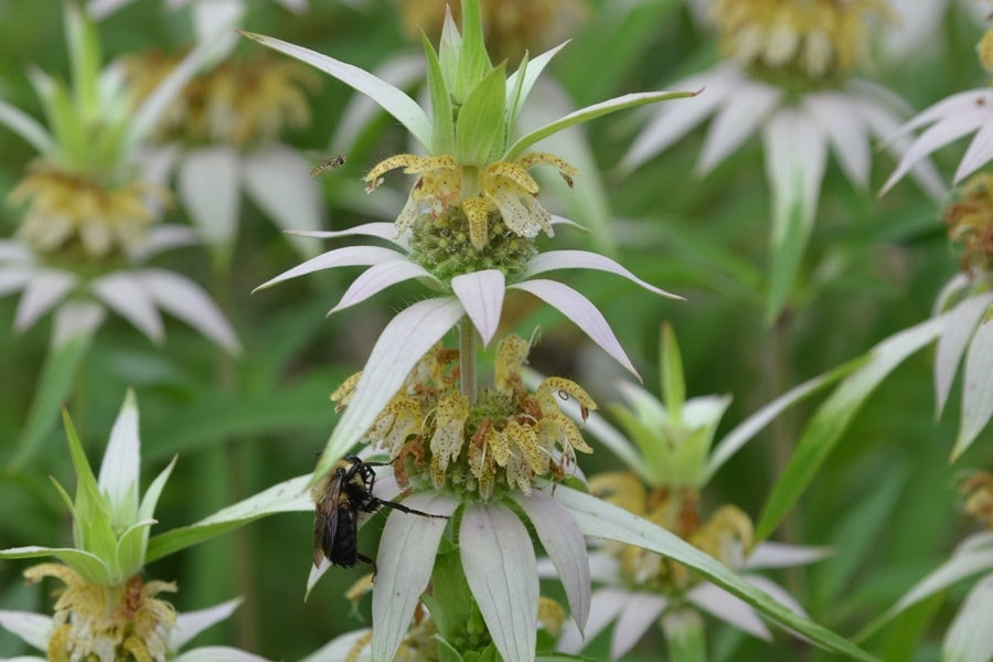 Spotted Beebalm (Monarda punctata)