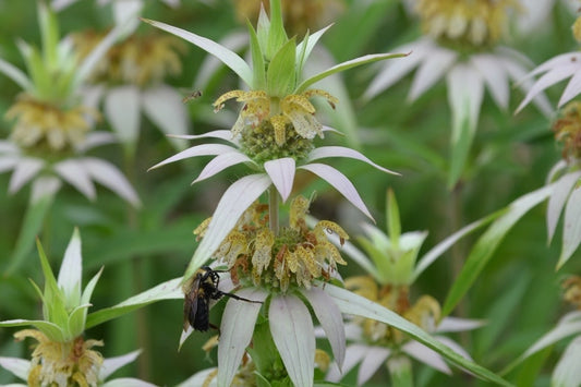 Spotted Beebalm (Monarda punctata)