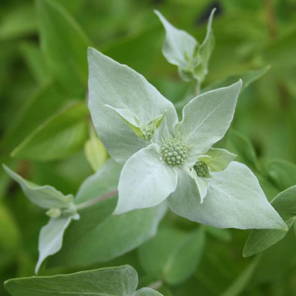 Mountain Mint (Pycnanthemum muticum)