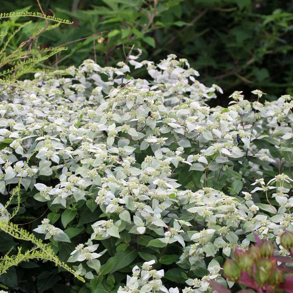 Mountain Mint (Pycnanthemum muticum)