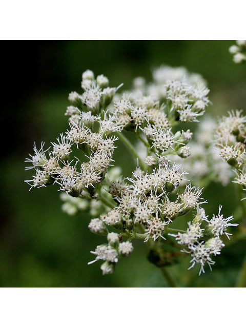 Common Boneset (Eupatorium perfoliatum)