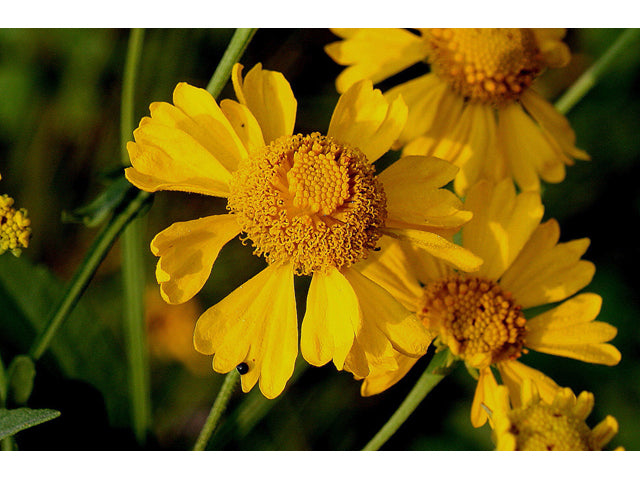 Common Sneezeweed (Helenium autumnale)